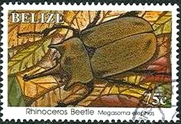 Colnect-740-508-Elephant-Beetle-Megasoma-elephas.jpg