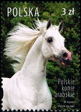 Colnect-3065-301-Polish-Arabians-Equus-ferus-caballus.jpg