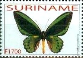 Colnect-3488-041-Common-Green-Birdwing-Ornithoptera-priamus.jpg