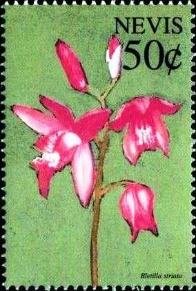 Colnect-4411-459-Bletilla-striata.jpg