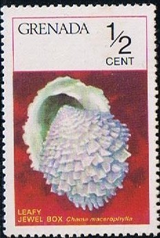 Colnect-1406-942-Leafy-Jewel-Box-Clam-Chama-macerophylla-.jpg