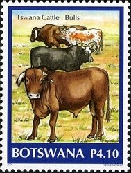 Colnect-1424-541-Cattle-Bos-primigenius-taurus.jpg