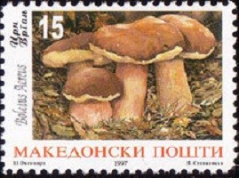 Colnect-567-383-Boletus-aereus.jpg