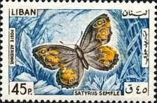 Colnect-1378-322-Grayling-Butterfly-Satyrus-semele.jpg