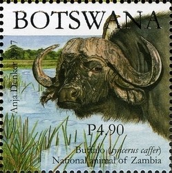 Colnect-1424-370-African-Buffalo-Syncerus-caffer.jpg