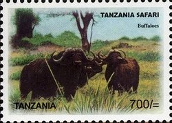 Colnect-1691-308-African-Buffalo-Syncerus-caffer.jpg