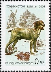 Colnect-1739-167-Perdiguero-de-Burgos-Canis-lupus-familiaris.jpg