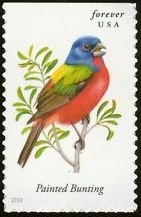 Colnect-2170-425-Painted-Bunting-Passerina-ciris.jpg