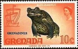 Colnect-4292-446-Cane-Toad-Bufo-marinus---Overprinted.jpg