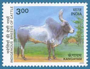 Colnect-548-002-Kangayam-Zebu-Bos-primigenius-indicus.jpg