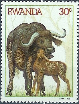 Colnect-872-127-African-Buffalo-Syncerus-caffer.jpg