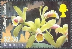 Colnect-1530-079-Cattleya-luteola.jpg