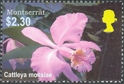 Colnect-1530-081-Cattleya-mossiae.jpg