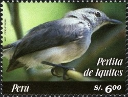 Colnect-1584-593-Iquitos-Gnatcatcher-Polioptila-clementsi.jpg