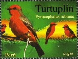 Colnect-1584-990-Vermilion-Flycatcher-Pyrocephalus-rubinus.jpg