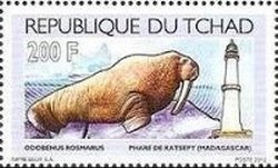 Colnect-1671-789-Katsepy-Madagascar---Walrus-Odobenus-rosmarus.jpg