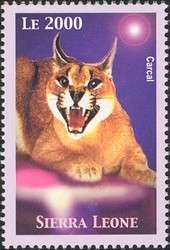 Colnect-1679-285-Caracal-Caracal-caracal-.jpg