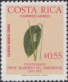 Colnect-1834-948-Calathea-brenesi.jpg