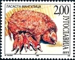 Colnect-1889-395-Mangalica-Sus-scrofa-domestica.jpg