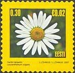 Colnect-190-603-Leucanthemum-vulgare.jpg