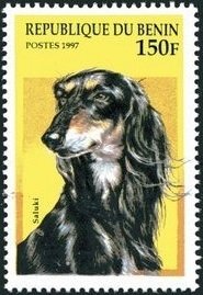 Colnect-2091-967-Saluki-Canis-lupus-familiaris.jpg