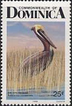 Colnect-2264-766-Brown-Pelican-Pelecanus-occidentalis.jpg