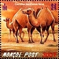 Colnect-2321-426-Wild-Bactrian-Camel-Camelus-bactrianus-ferus.jpg