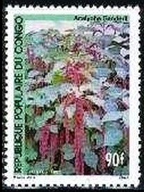 Colnect-2925-430-Acalypha-sanderil.jpg