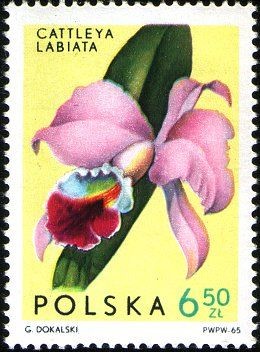 Colnect-3066-483-Cattleya-labiata.jpg