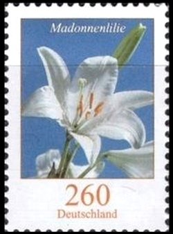 Colnect-3138-049-Lilium-candidum---Madonna-Lily.jpg