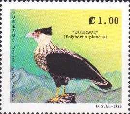 Colnect-4288-668-Caracara-plancus.jpg