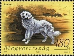 Colnect-496-115-Kuvasz-Canis-lupus-familiaris.jpg