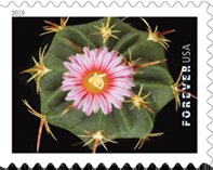 Colnect-5595-743-Thelocactus-heterochromus.jpg