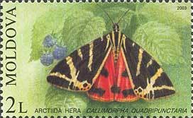 Colnect-800-284-Jersey-Tiger-Callimorpha-quadripunctaria.jpg