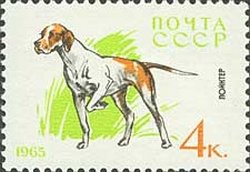 Colnect-885-185-Pointer-Canis-lupus-familiaris.jpg