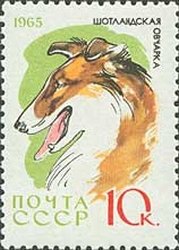 Colnect-885-188-Collie-Canis-lupus-familiaris.jpg