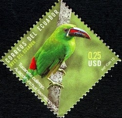 Colnect-973-175-Crimson-rumped-Toucanet-Aulacorhynchus-haematopygus.jpg