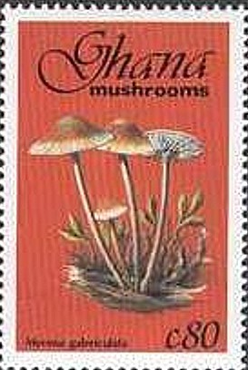 Colnect-2389-599-Mycena-Galericulata.jpg