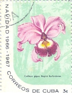 Colnect-2506-619-Cattleya-warscewiczii-burfordense-reginae.jpg