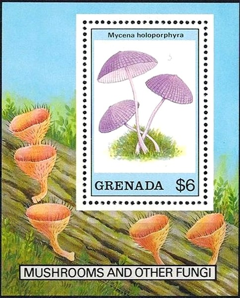 Colnect-2930-741-Mycena-holoporphyra.jpg