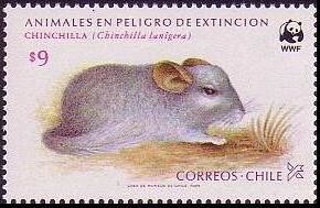 Colnect-1598-521-Lesser-Chinchilla-Chinchilla-lanigera.jpg