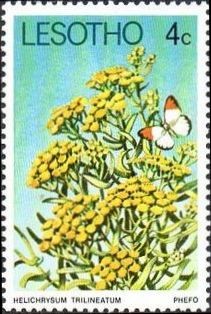 Colnect-1730-129-Helichrysum-trilineatum.jpg