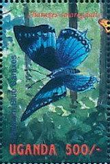 Colnect-2631-263-Western-Blue-Charaxes-Charaxes-smaragdalis.jpg