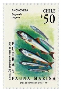 Colnect-553-562-Peruvian-Anchoveta-Engraulis-ringens-.jpg