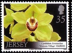 Colnect-706-306-Cymbidium-Averanches--lsquo-Victoria-Village--.jpg