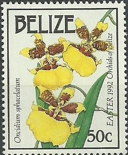 Colnect-1792-129-Oncidium-sphacelatum.jpg