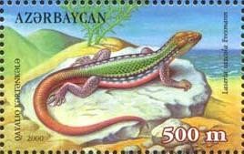 Colnect-1095-743-Armenian-Rock-Lizard-Laserta-saxicola.jpg