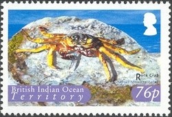 Colnect-1425-786-Thin-shelled-Rock-Crab-Grapsus-tenuicrustatus.jpg