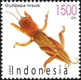 Colnect-1586-635-Mole-Cricket-Gryllotalpa-hirsuta.jpg