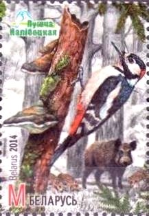 Colnect-2409-235-Great-Spotted-Woodpecker-Dendrocopos-major-Wild-Boar-Sus.jpg